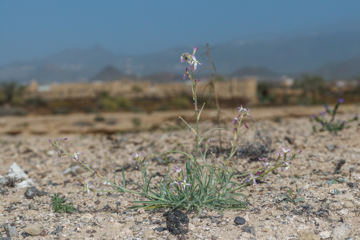  MG 3061 Matthiola bolleana subsp. morocera