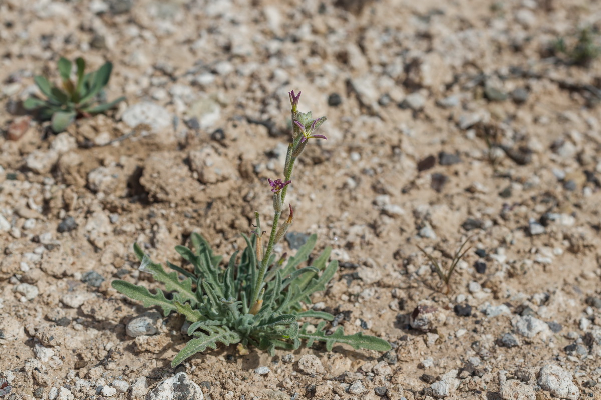  MG 3062 Matthiola bolleana subsp. morocera