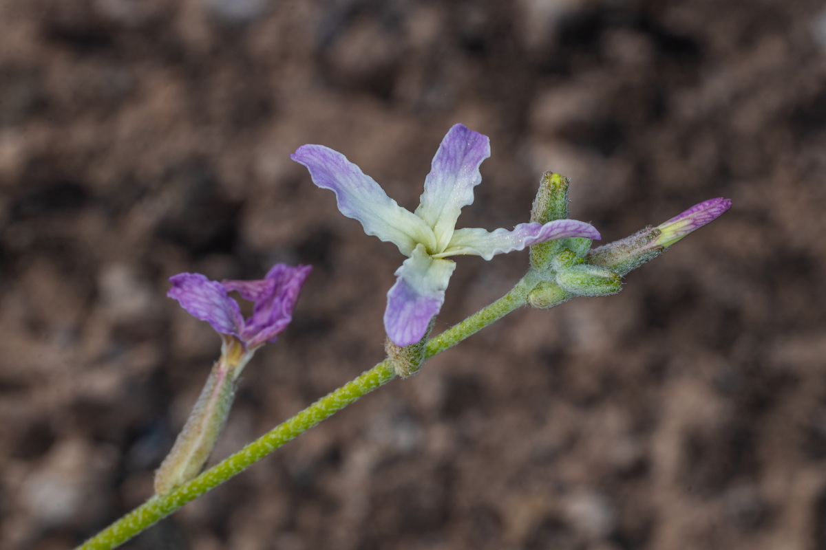  MG 5021 Matthiola bolleana subsp. morocera