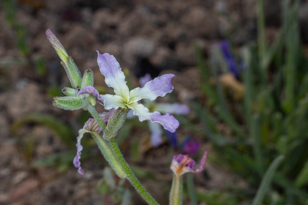  MG 5024 Matthiola bolleana subsp. morocera