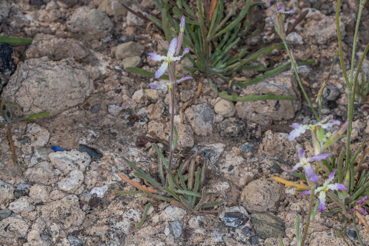  MG 5026 Matthiola bolleana subsp. morocera