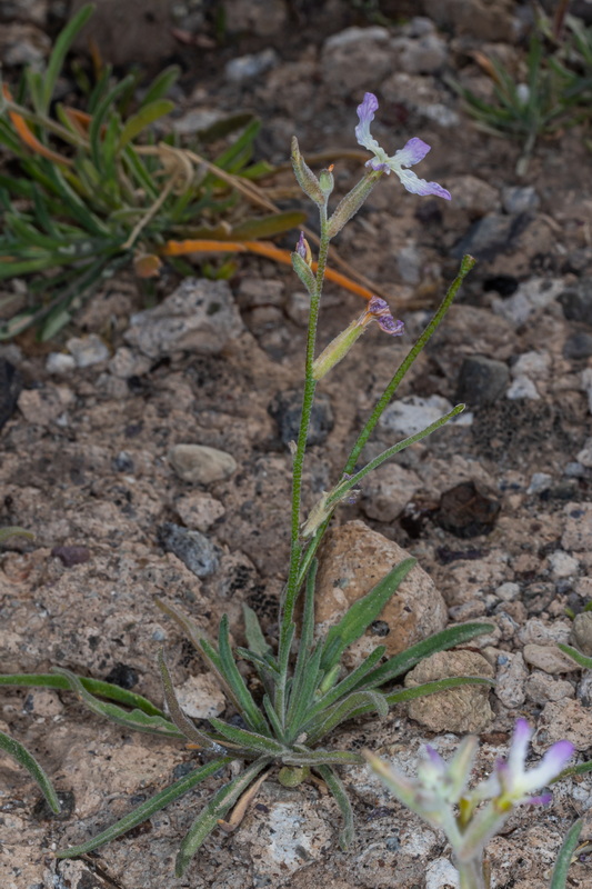  MG 5033 Matthiola bolleana subsp. morocera