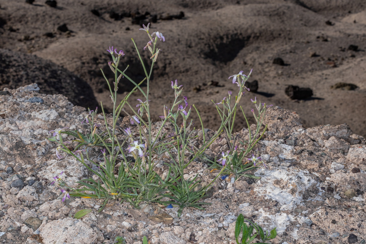  MG 5037 Matthiola bolleana subsp. morocera