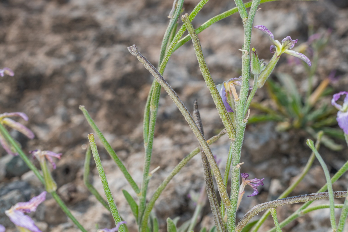  MG 5039 Matthiola bolleana subsp. morocera