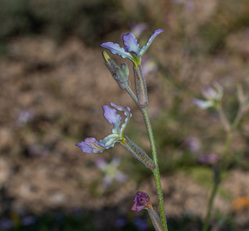  MG 5042 2 Matthiola bolleana subsp. morocera