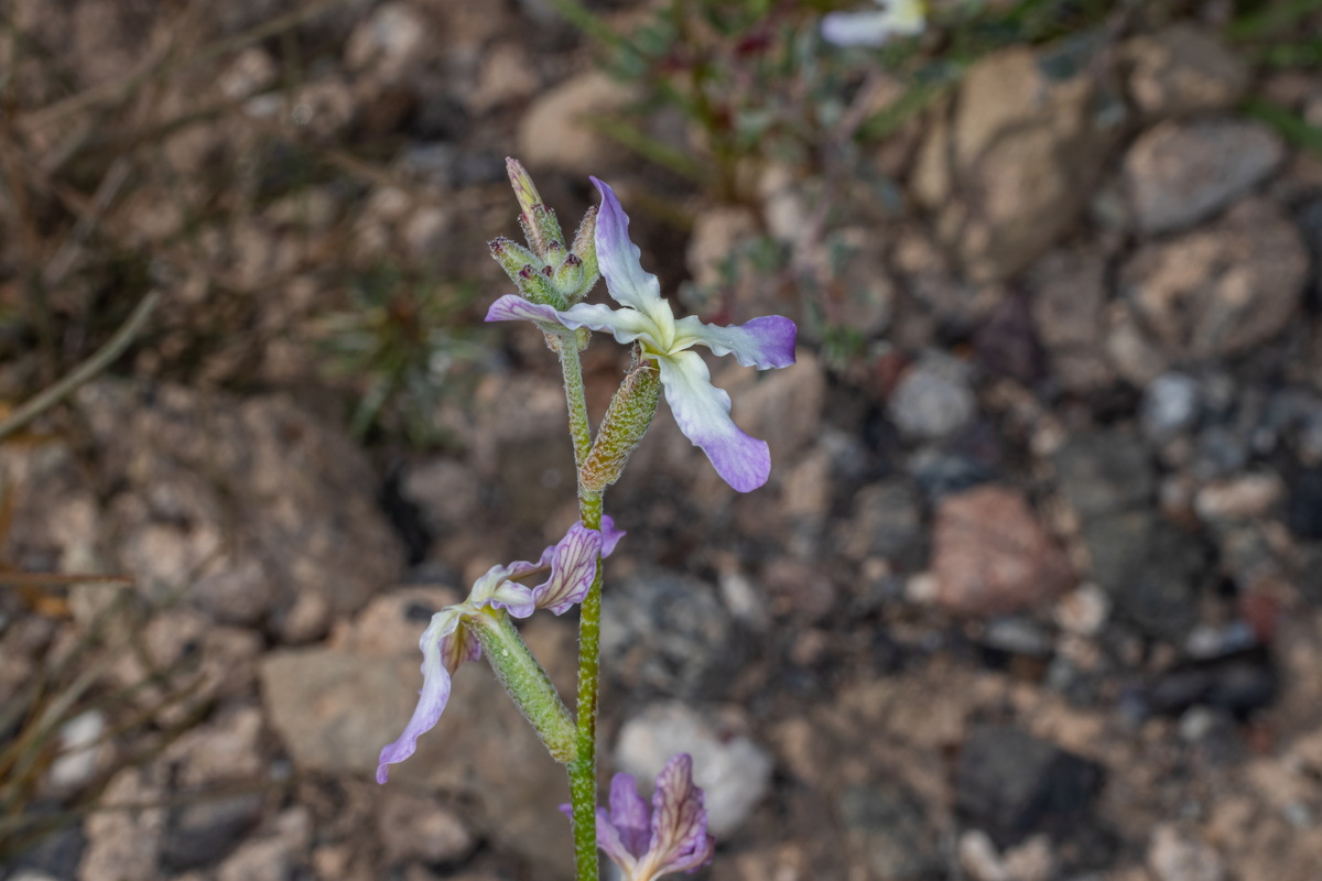  MG 5044 Matthiola bolleana subsp. morocera