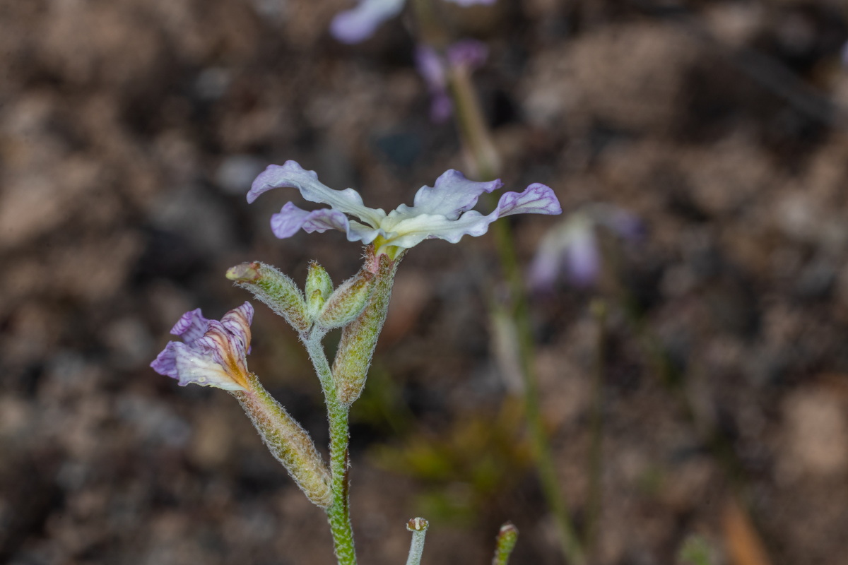  MG 5046 Matthiola bolleana subsp. morocera