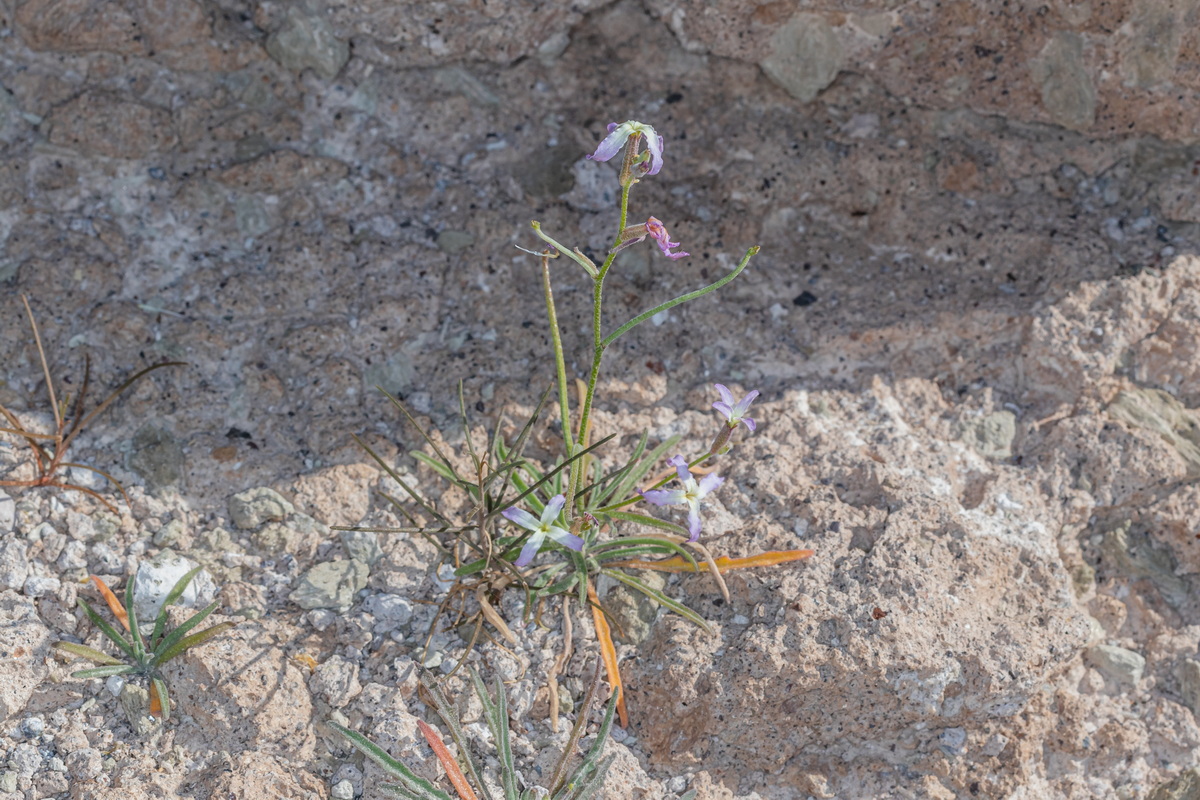  MG 5058 Matthiola bolleana subsp. morocera