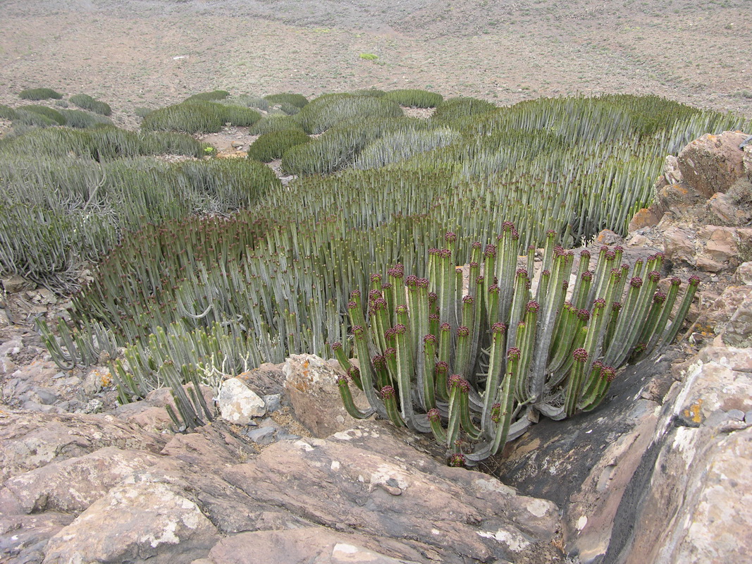 Euphorbia canariensis00