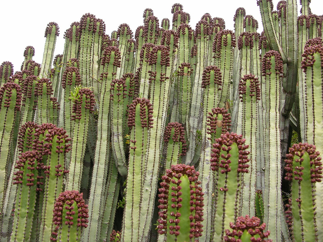 Euphorbia canariensis06