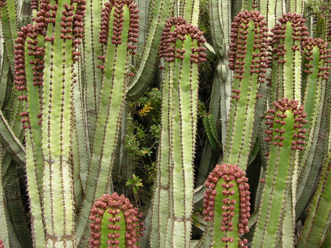 Euphorbia canariensis07