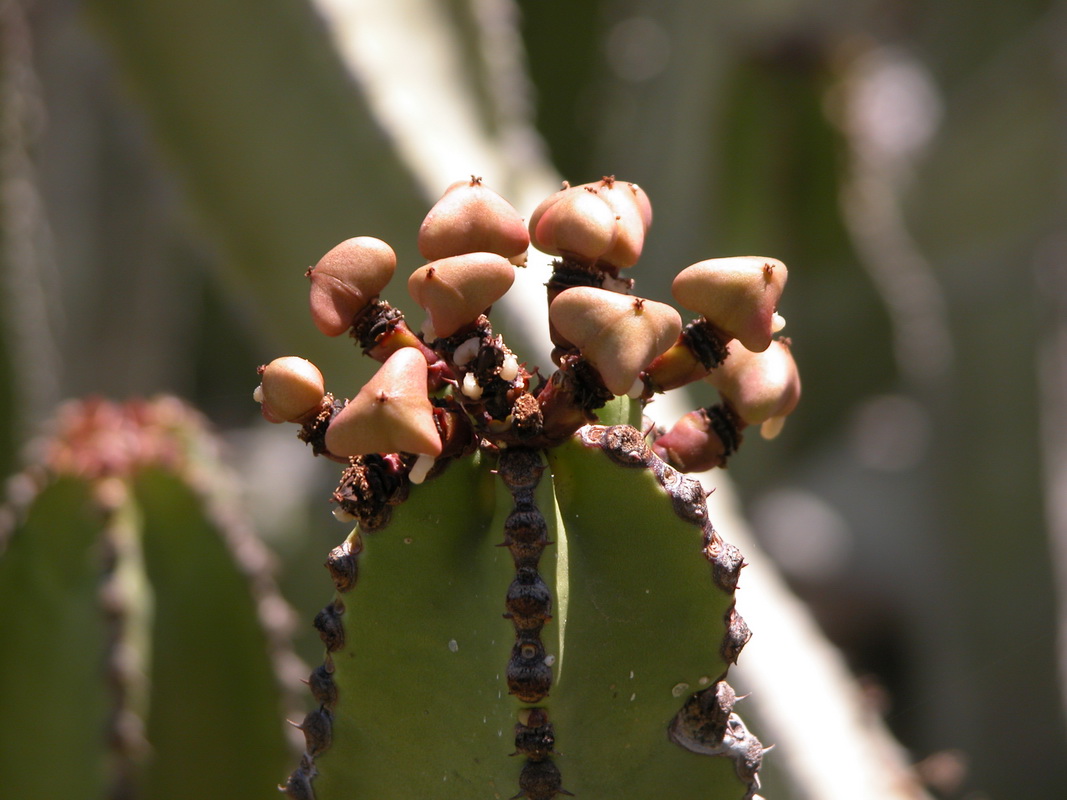 Euphorbia canariensis10