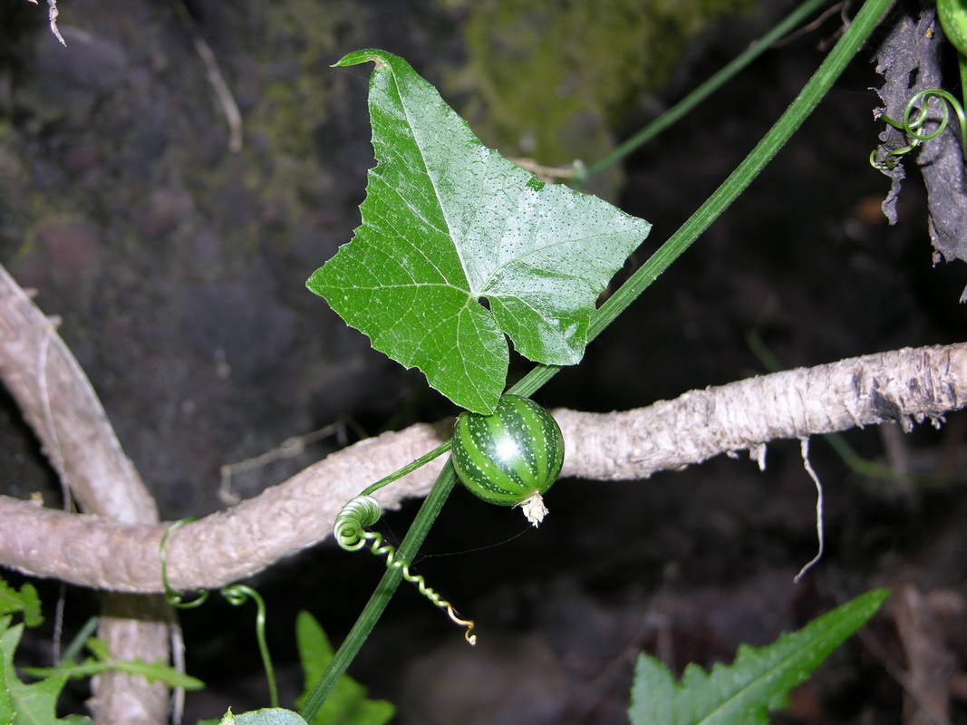 Bryonia verrucosa05
