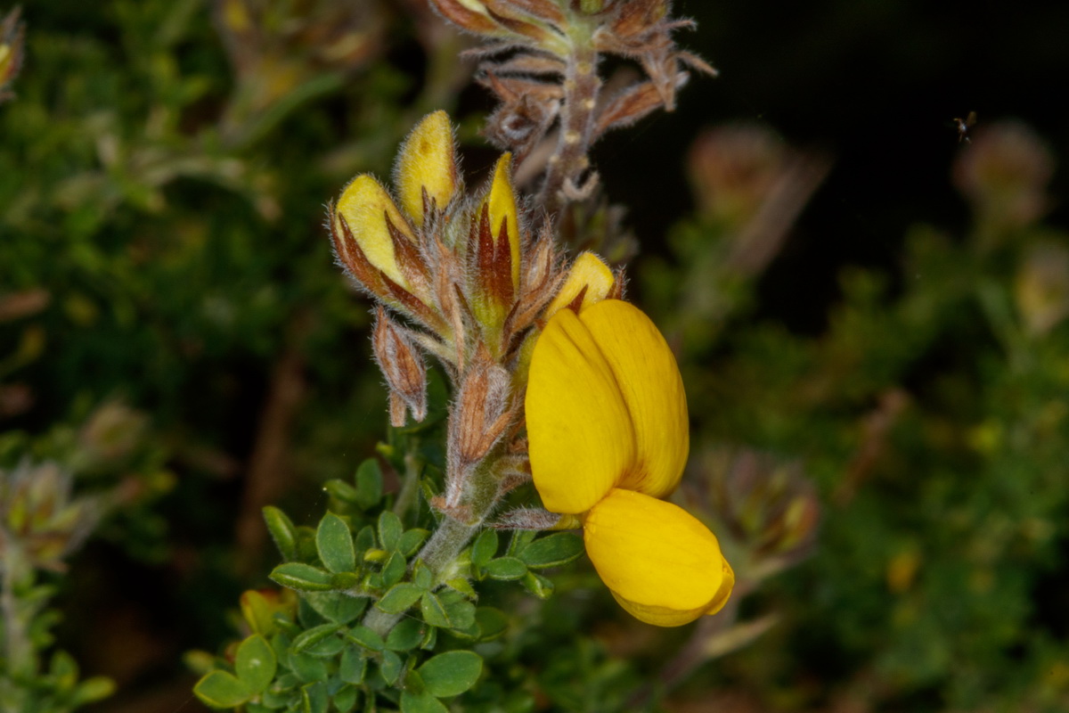 Adenocarpus foliolosus 08