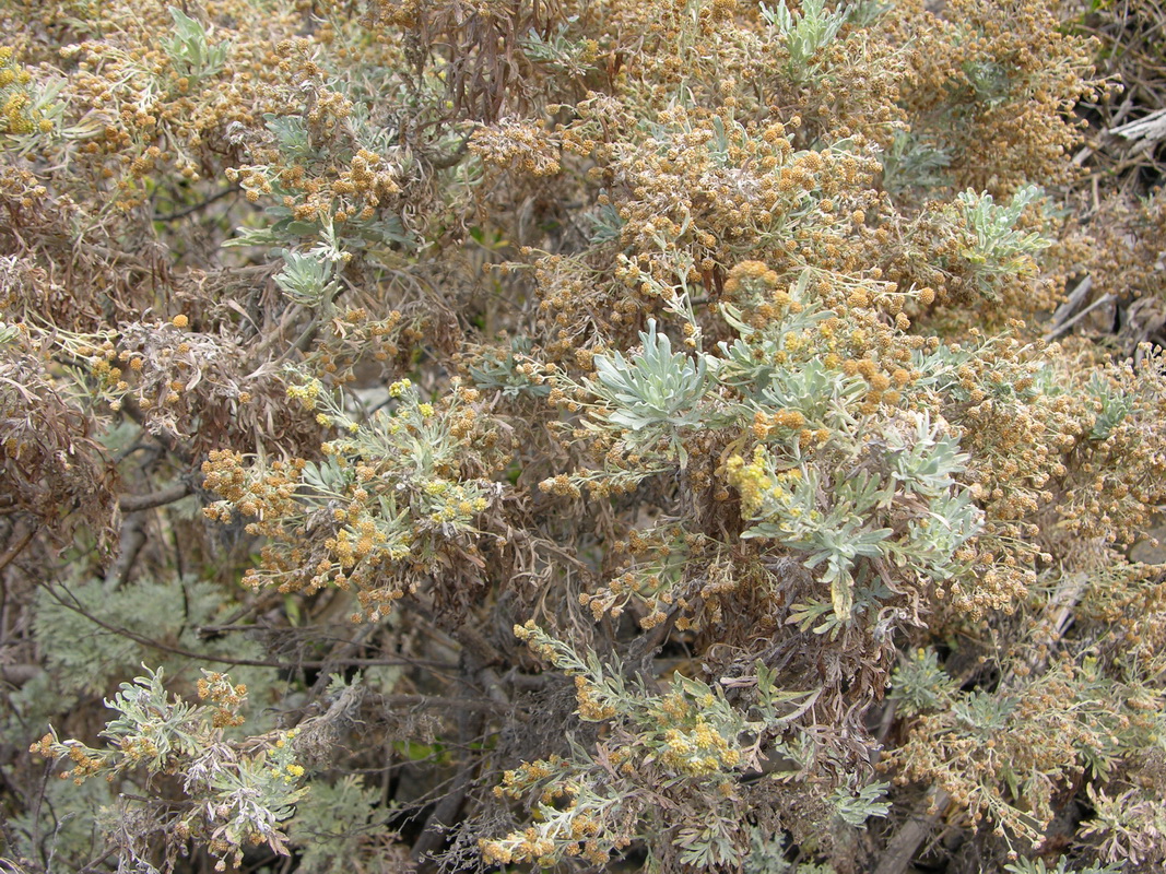 DSCN0975 Artemisia thuscula