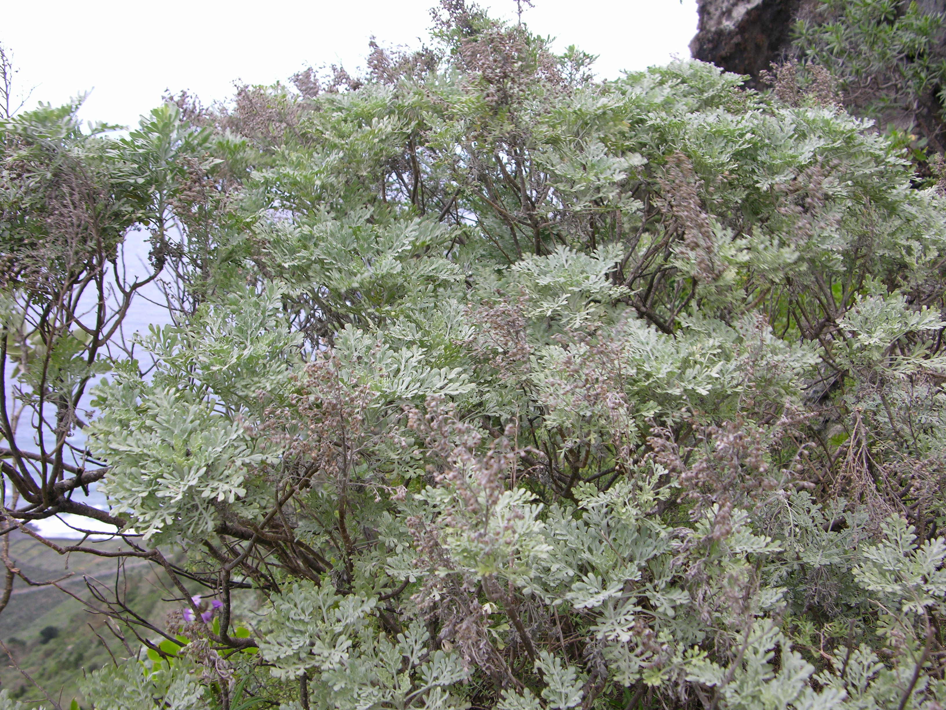 DSCN4113 Artemisia thuscula