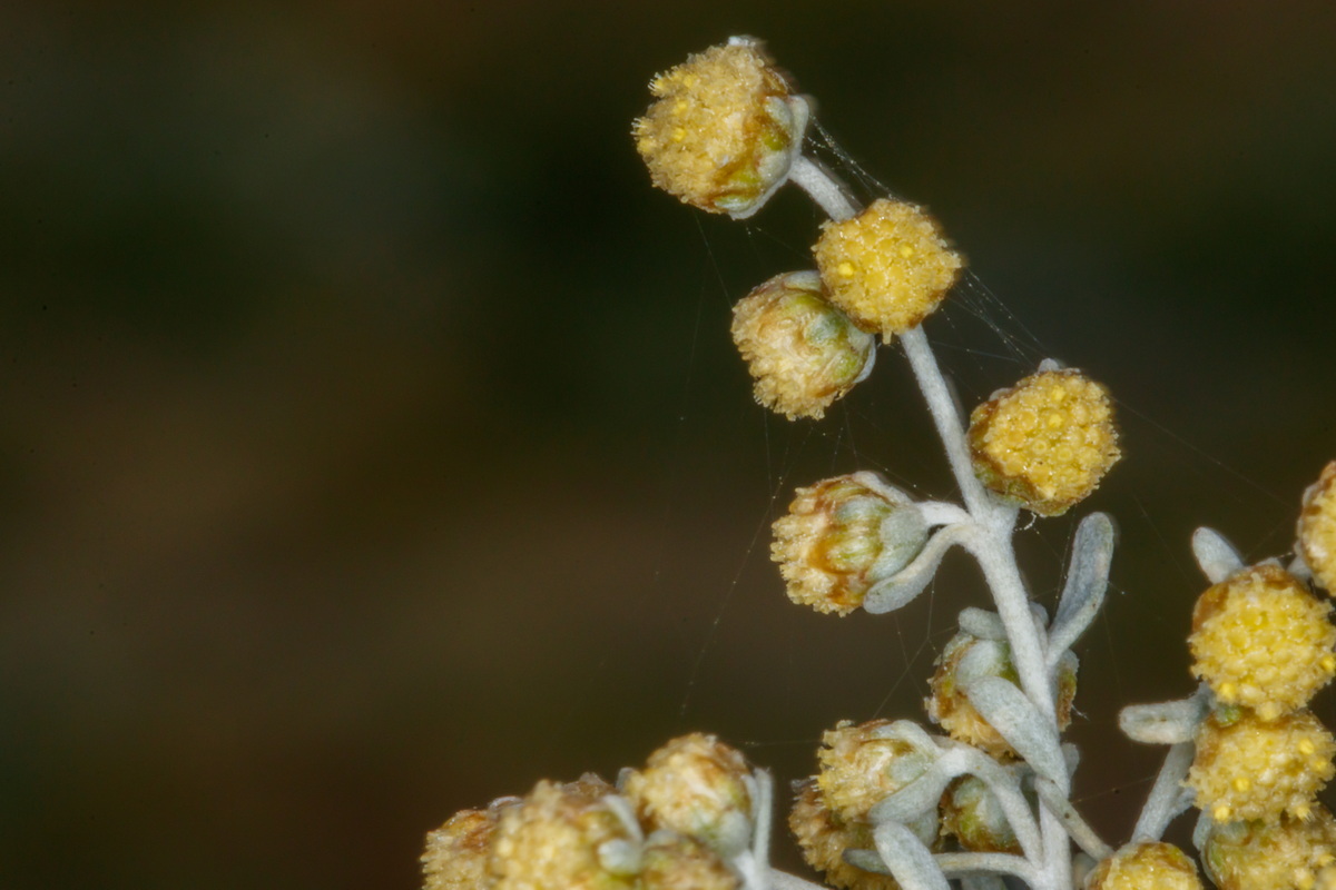  MG 1655 Artemisia thuscula Incienso canario, incienso morisco, abrotano, incensio