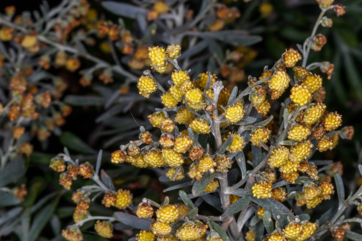  MG 3205 Artemisia thuscula Incensio canario