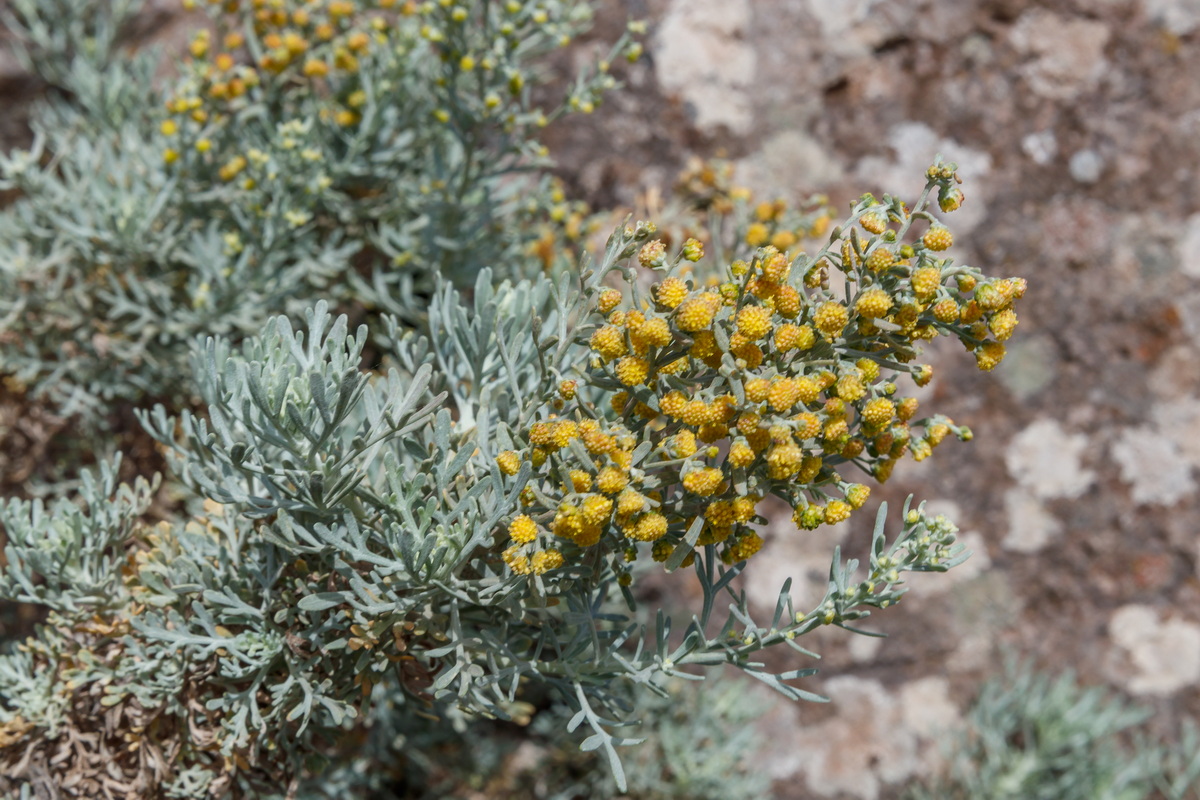  MG 7816 Artemisia thuscula incienso canario