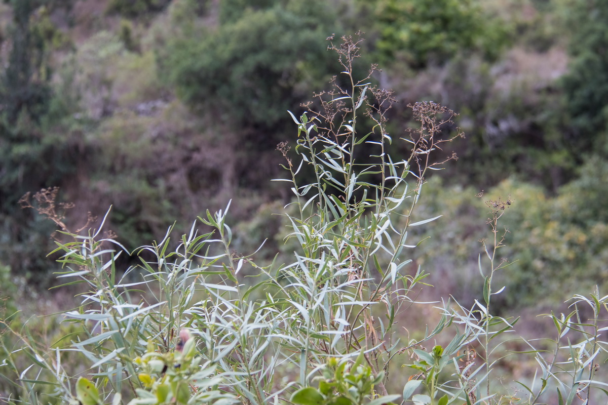 IMG 5828 Bupleurum salicifolium Anís salvaje
