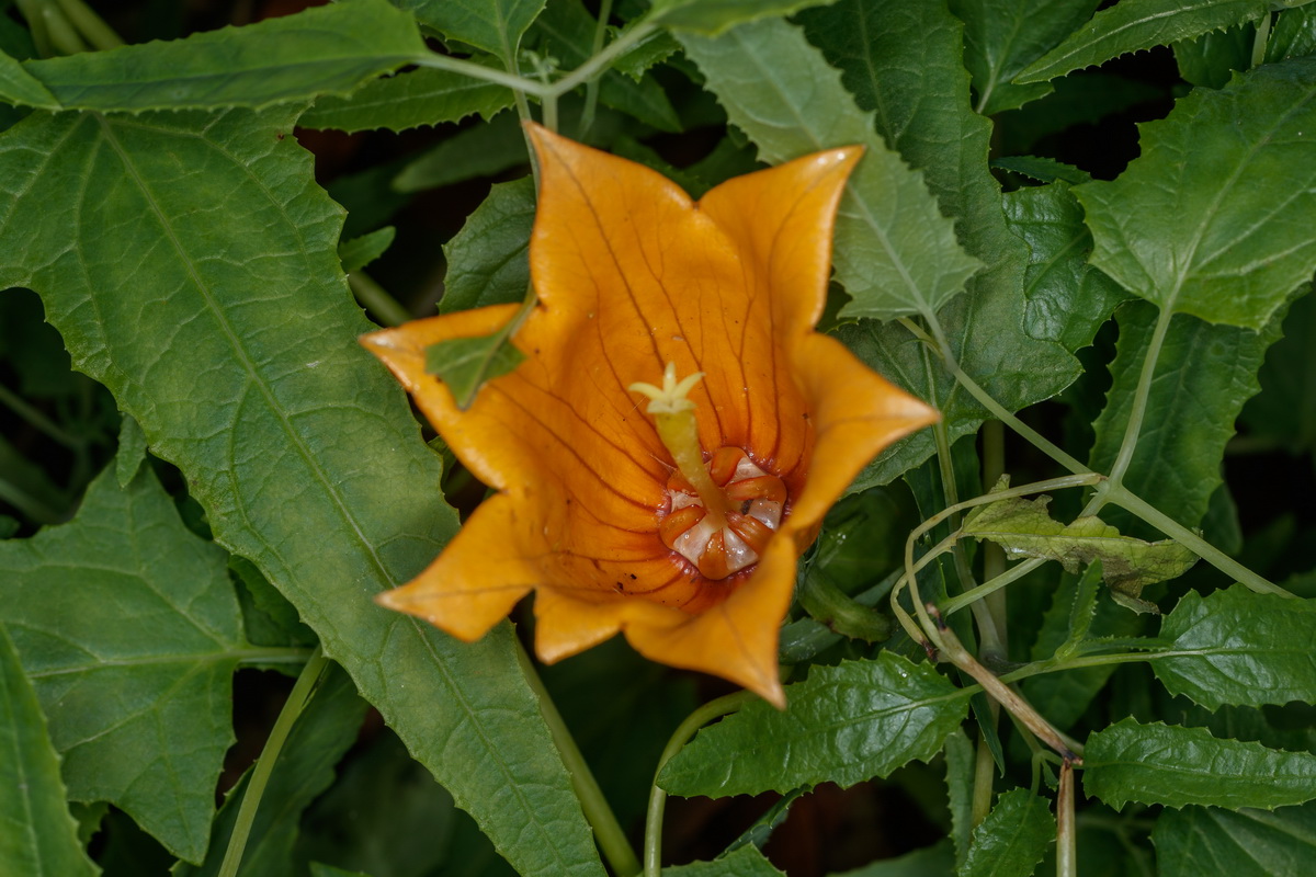  MG 4078  Canarina canariensis flor amarilla