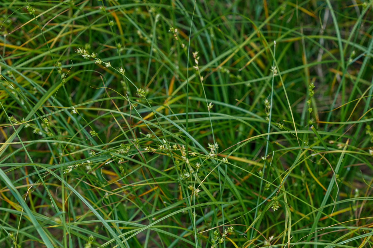 Carex canariensis01