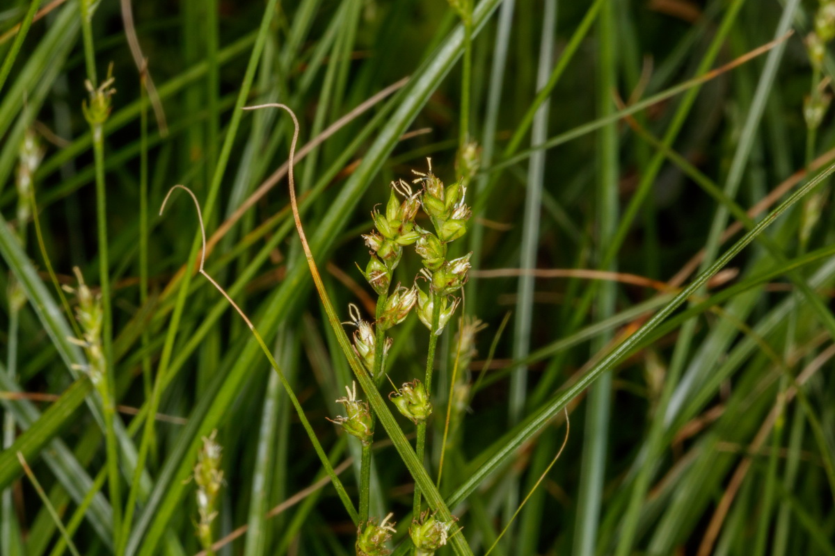 Carex canariensis03