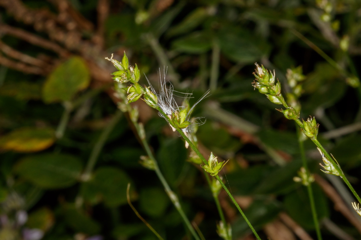 Carex canariensis04