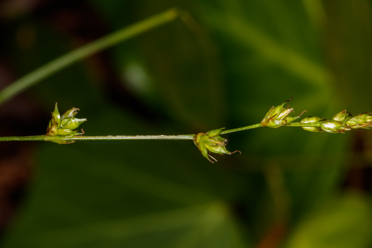 Carex canariensis05