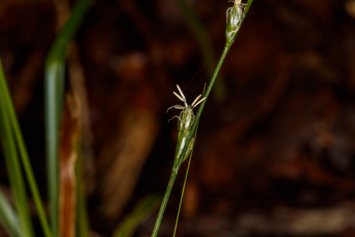 Carex canariensis06