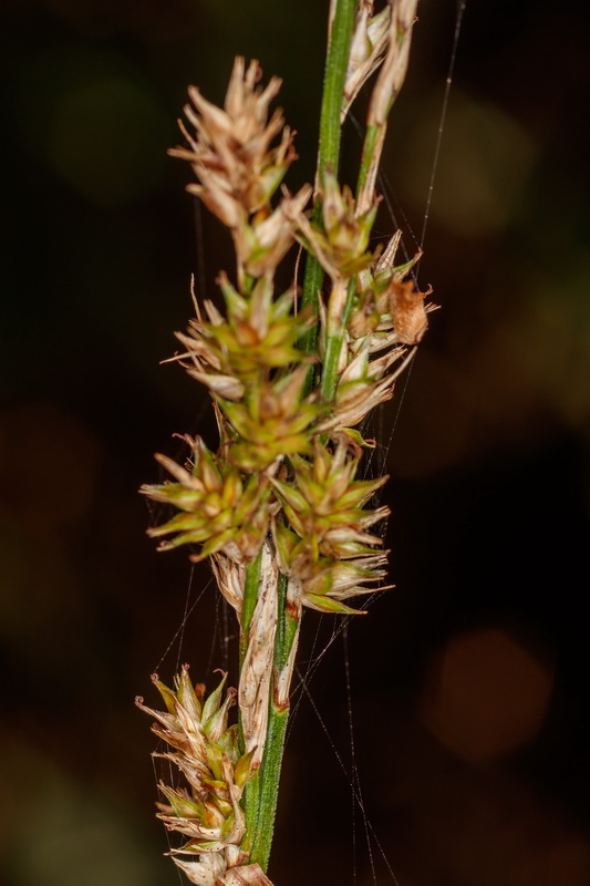  MG 5711 Carex canariensis cuchillera canaria