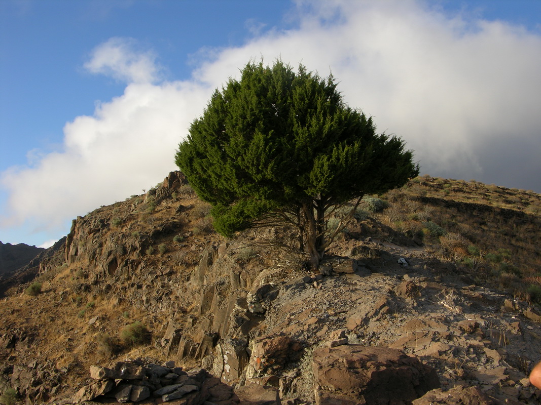 DSCN10039 Juniperus canariensis sabina