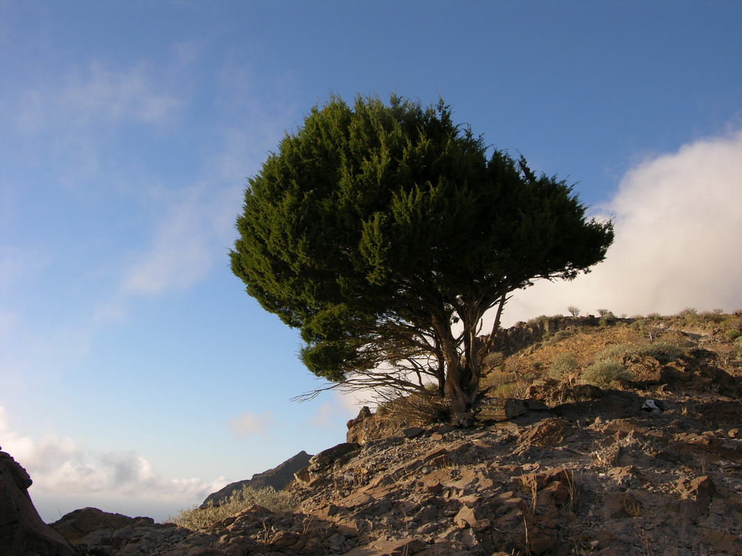 DSCN10040 Juniperus canariensis sabina