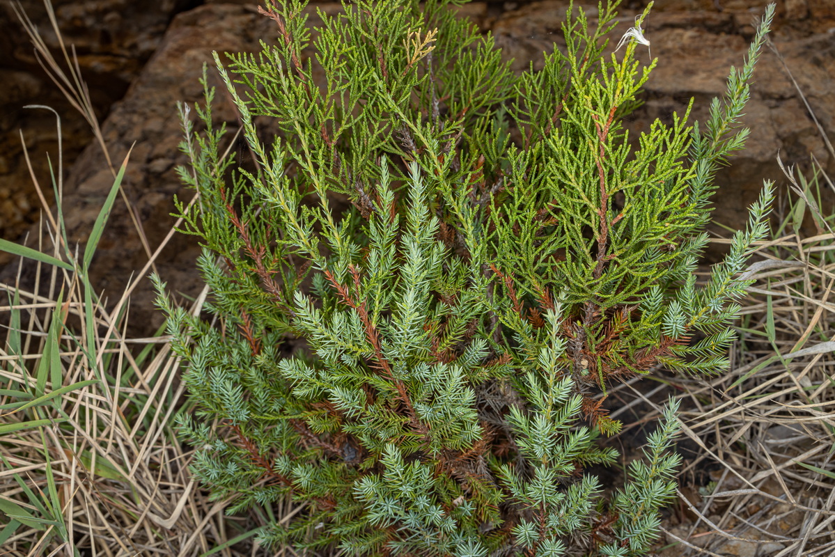 IMG 5322 Juniperus turbinata subsp. canariensis sabina joven con dimorfismo foliar