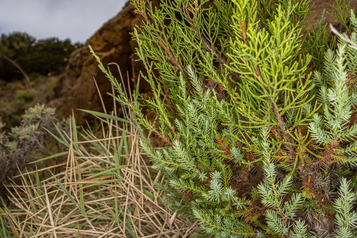 IMG 5323 Juniperus turbinata subsp. canariensis sabina joven con dimorfismo foliar