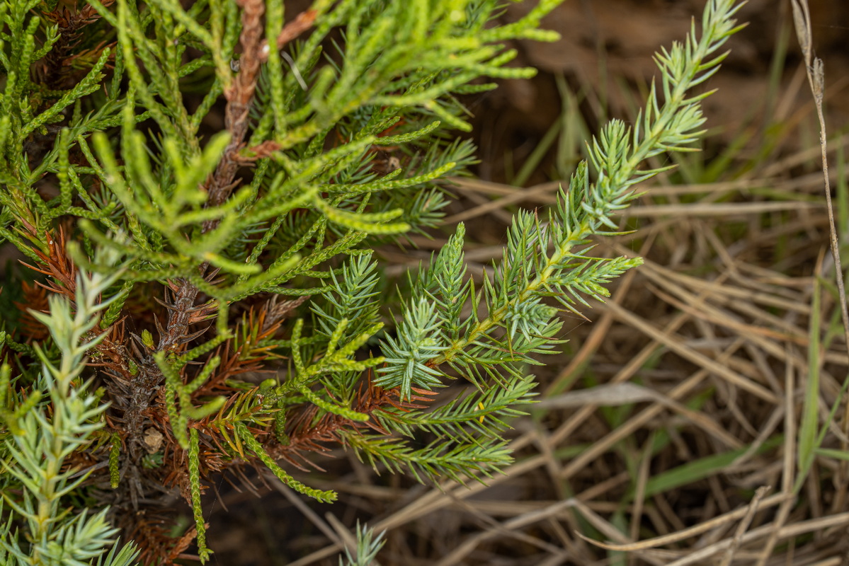 IMG 5326 Juniperus turbinata subsp. canariensis sabina joven con dimorfismo foliar