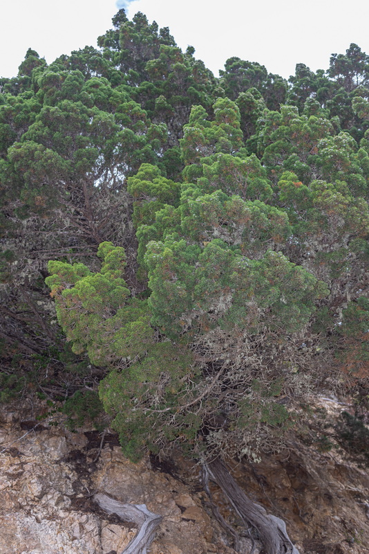 IMG 5577 Juniperus turbinata subsp.canariensis sabina