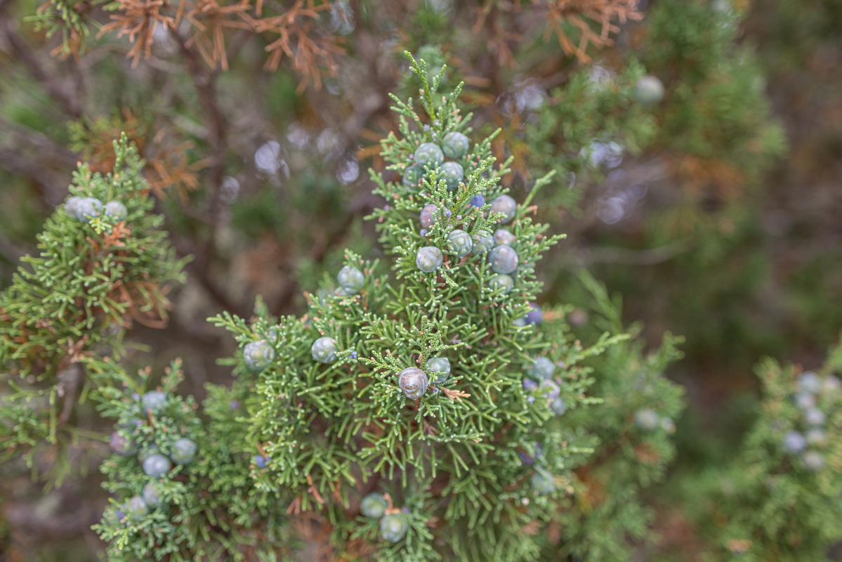 IMG 5594 Juniperus turbinata subsp.canariensis sabina con galbulas frutos
