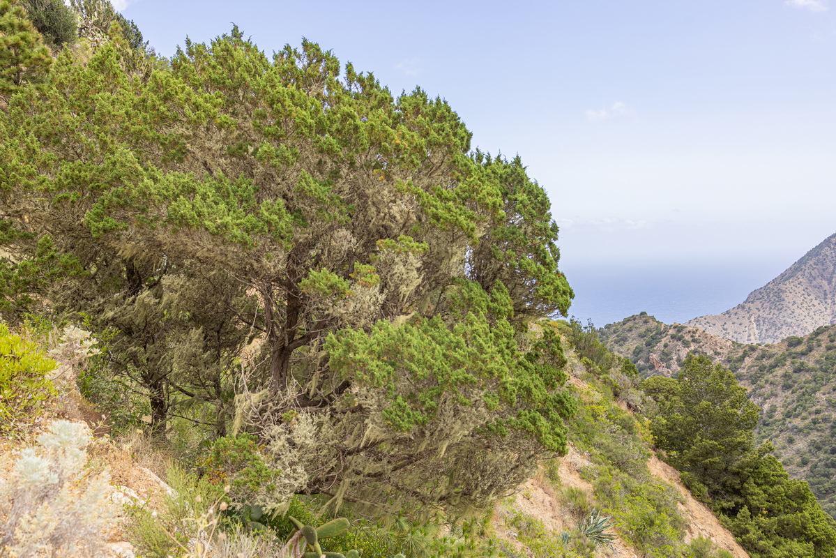 IMG 5617 Juniperus turbinata subsp.canariensis sabina