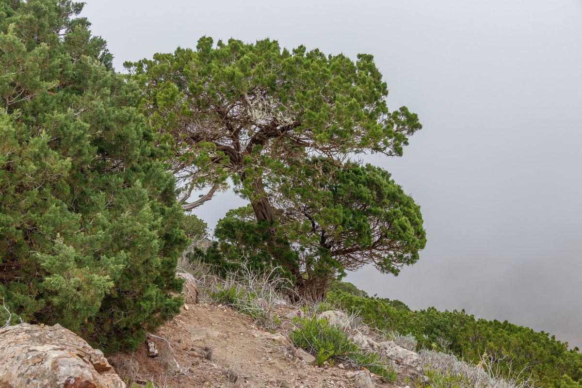 Juniperus canariensis03