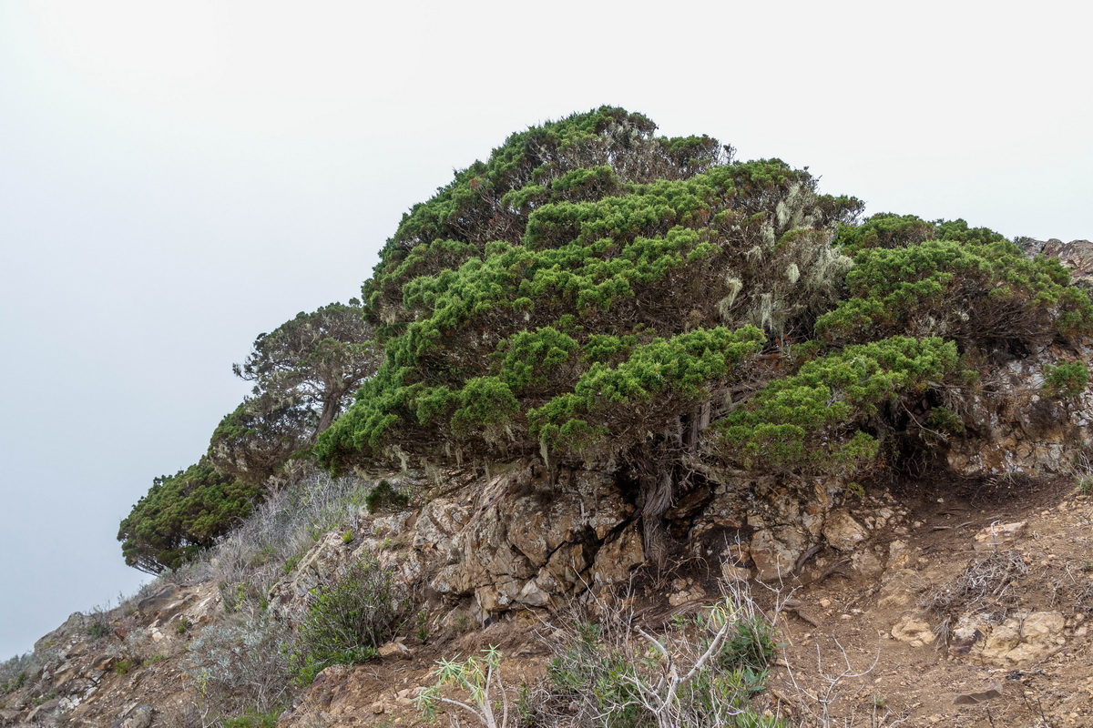Juniperus canariensis04