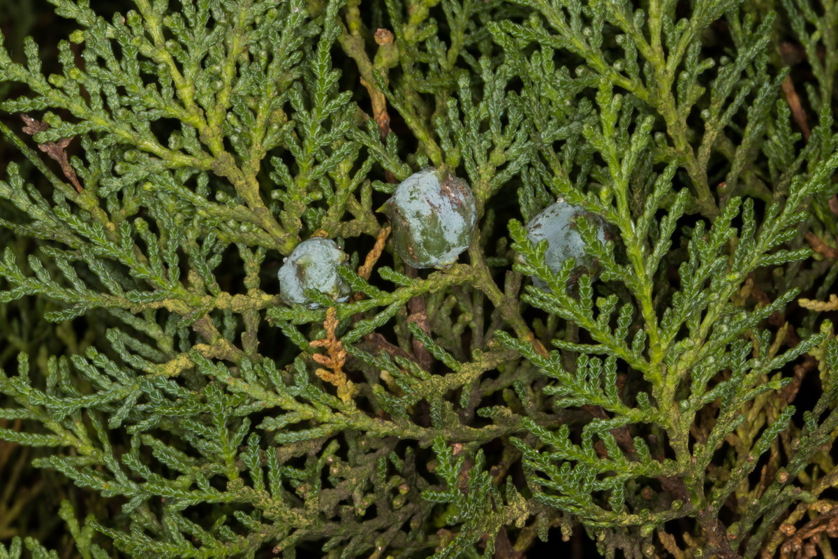 Juniperus canariensis12