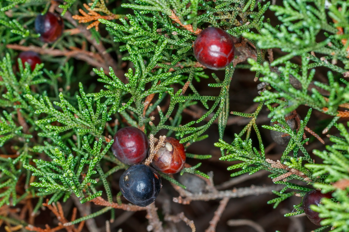 Juniperus canariensis13