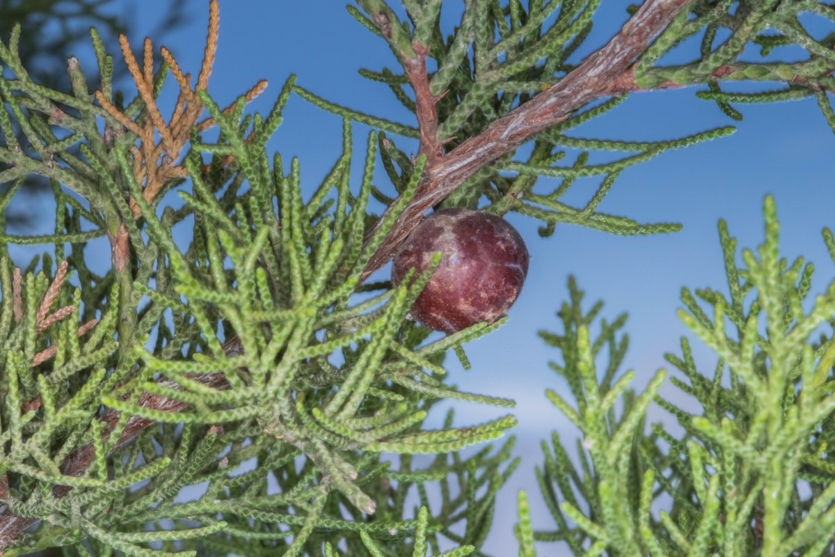 Juniperus canariensis14