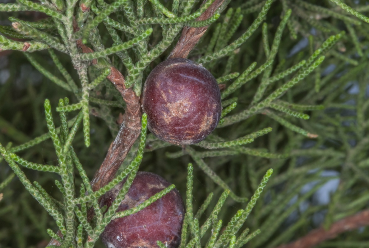 Juniperus canariensis15