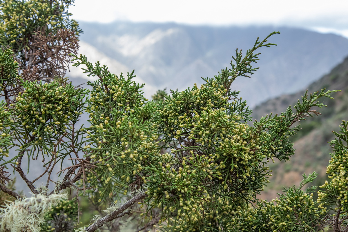  MG 9633 Juniperus turbinata subsp. canariensis sabina con flores