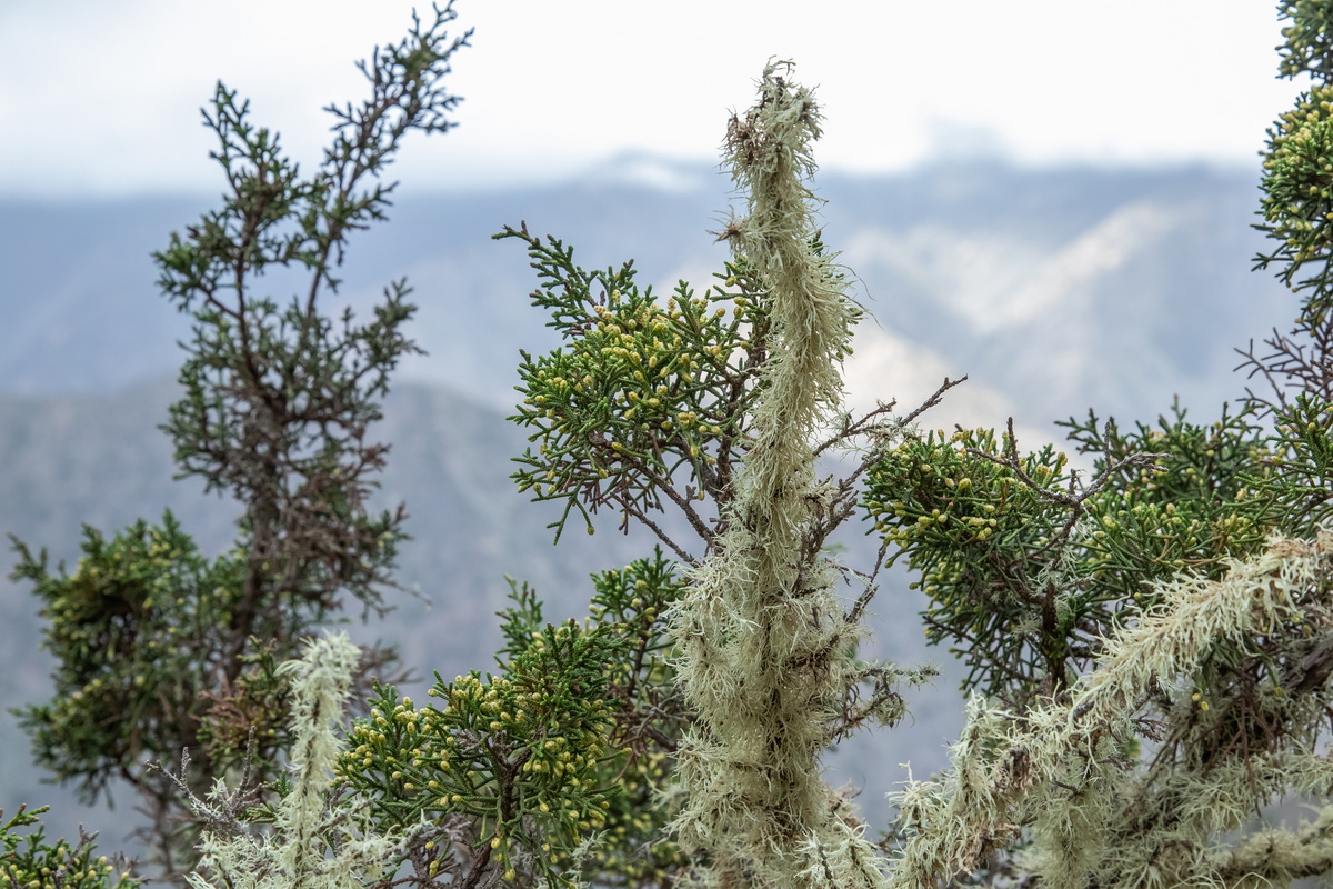  MG 9634 Juniperus turbinata subsp. canariensis sabina con flores