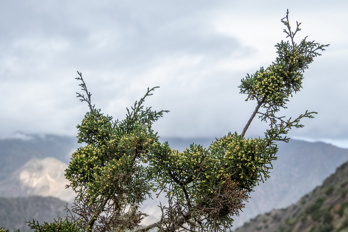  MG 9635 Juniperus turbinata subsp. canariensis sabina con flores