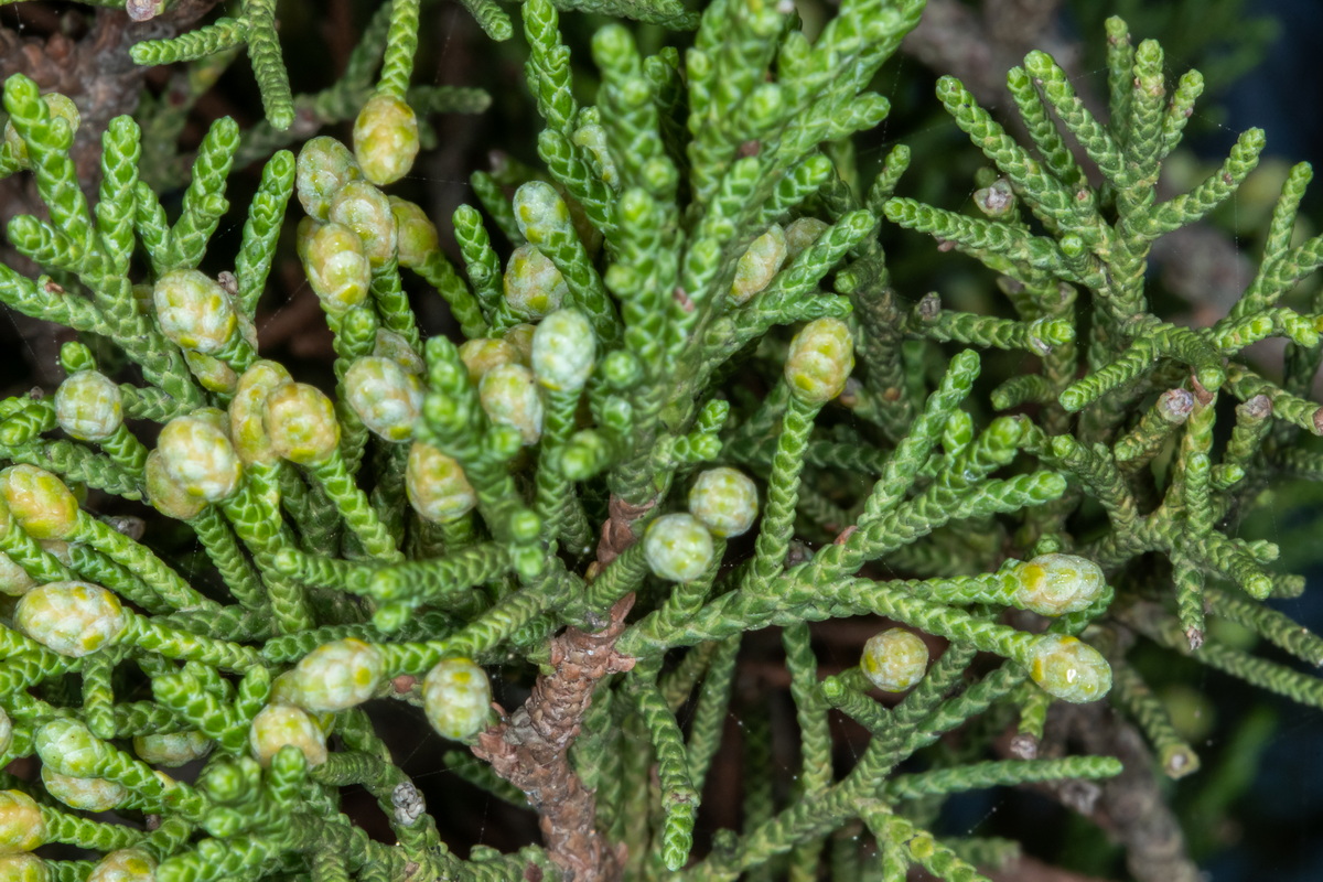  MG 9672 Juniperus turbinata subsp. canariensis sabina con flores masculinas