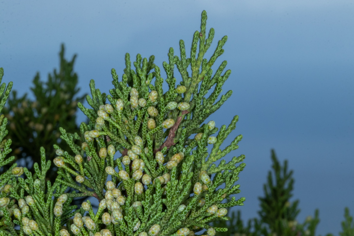  MG 9674 Juniperus turbinata subsp. canariensis sabina con flores masculinas